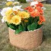 Цветник КАНЬОН купить в Абакане